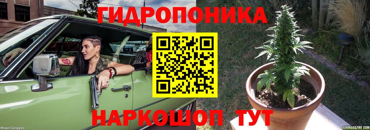 Каннабис сатива Алейск